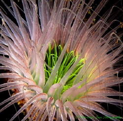 Tube Anemone displays it's vibrant colors. Komodo Nationa... by Gabriel De Leon Jr 